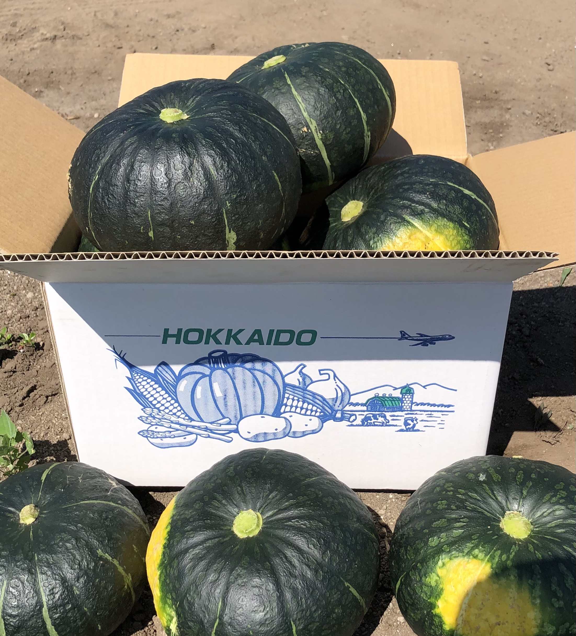 三重県伊賀上野産 農薬も肥料もなし自然に育ったロロンかぼちゃ約4.5 ...