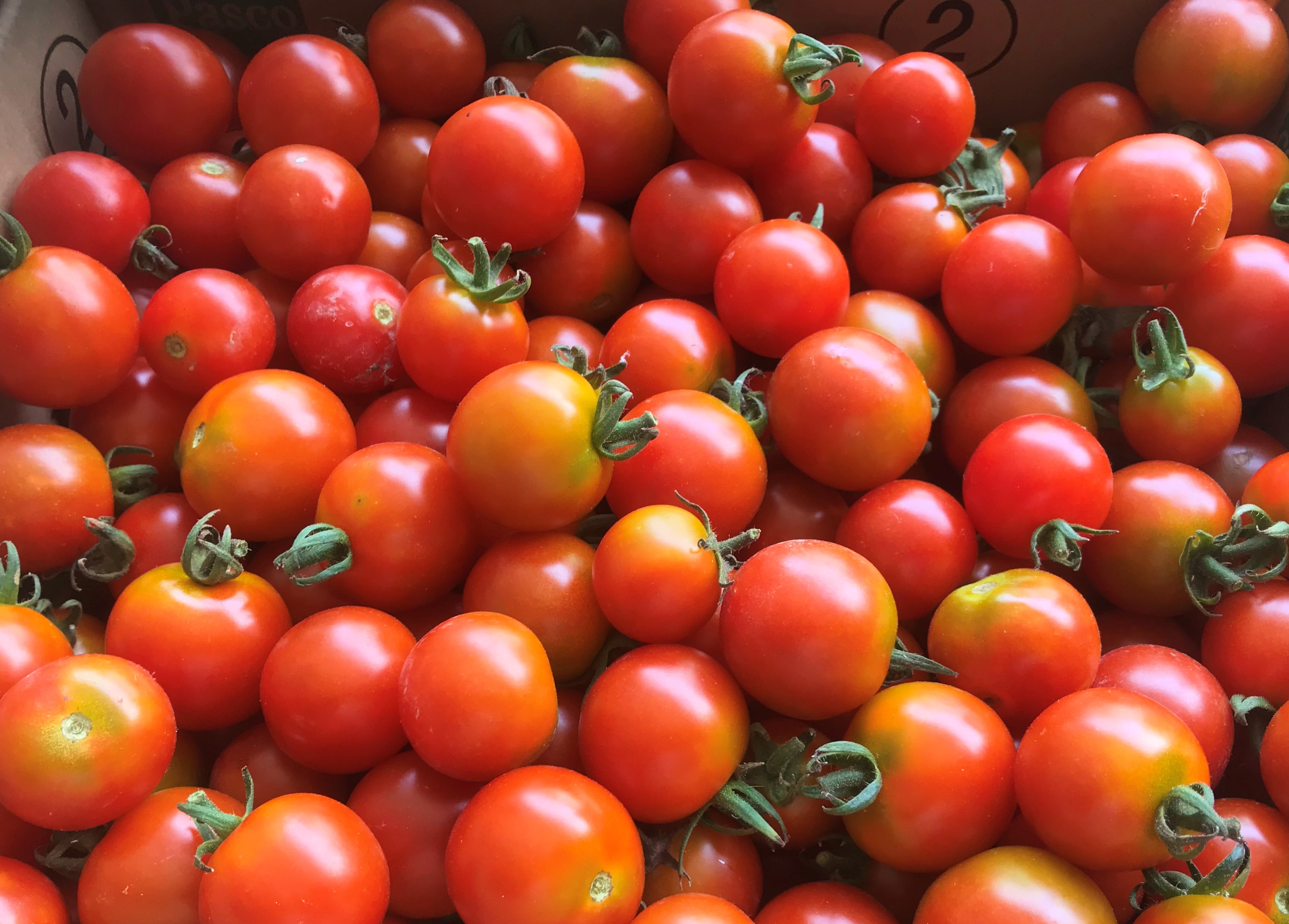 【無農薬】フルーツトマト 5kg
